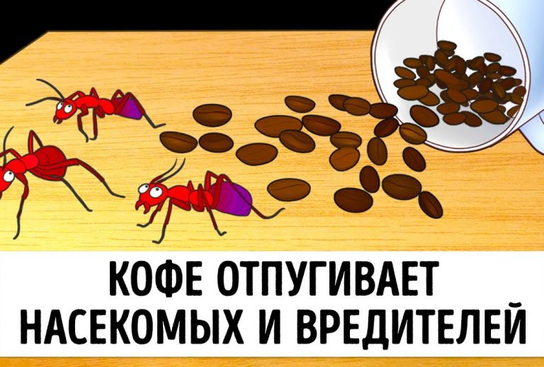 Как избавиться от черных муравьев в доме - эффективные методы борьбы